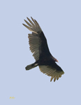 Turkey Vulture